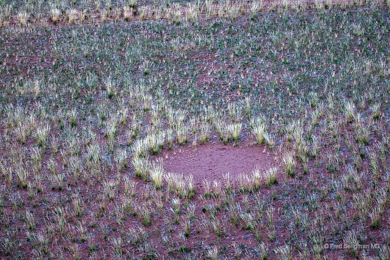 20090531_180222 D300 P1 P1.jpg - These denuded area of ground cover are called 'Fairy Rings' and is caused by termite enzymes!